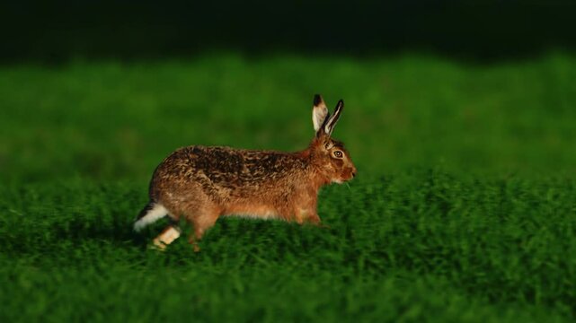 Hare stand then run