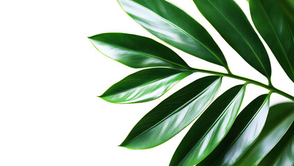 Obraz premium Isolated tropical leaves and plant foliage, a natural green leaf arrangement in a floral composition, set against a white background in the jungle.