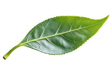 Obraz premium Isolated green leaf on a white background, isolated green leaves on a white background.