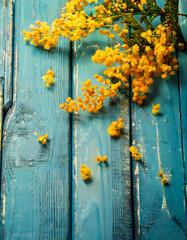 A vibrant bouquet of yellow mimosa blossoms rests on a rustic blue wooden surface. Generative AI