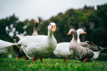 Obraz premium Grupo de patos tranquilamente en un lago, rodeados de reflejos dorados y vegetación natural