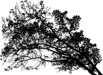 Vector illustration of natural old oak tree branch on white background