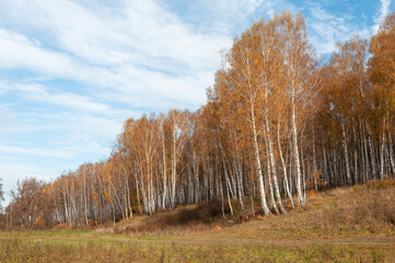Fototapeta premium Country landscape in autumn. Birch grove on a hill, white trunks and yellow foliage, blue sky, white clouds. Yasnaya Polyana, Tula. Estate of Leo Tolstoy