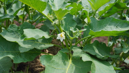 purple eggplant flowers