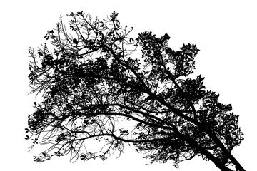 Black and white illustration of natural large old oak tree branch with leaves on white background