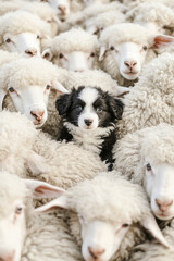 Naklejka premium Border Collie puppy surrounded by sheep 