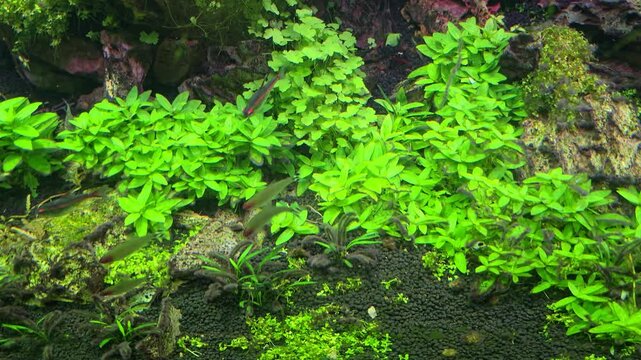 Tiny Fish World Inside Aquarium