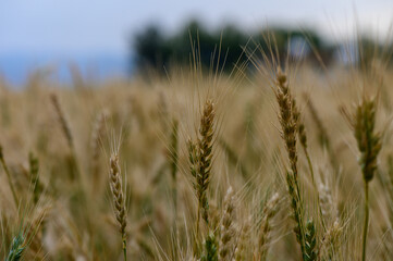 Close-up of ripe rye ears on a sunny day in Northern Cyprus.