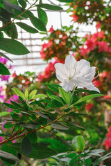 Blooming white japan Azalea Ericaceae flower in full bloom, rhododendron macro, close up. Evergreen decorative plant outdoor or in orangery in botanical garden. Gardeining, plant breeding