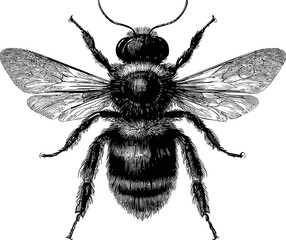 Obraz premium Detailed black and white illustration of a bee in vintage engraving style. Vector illustration