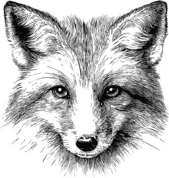 狐の鉛筆画 狐の鉛筆画 - メルカリ