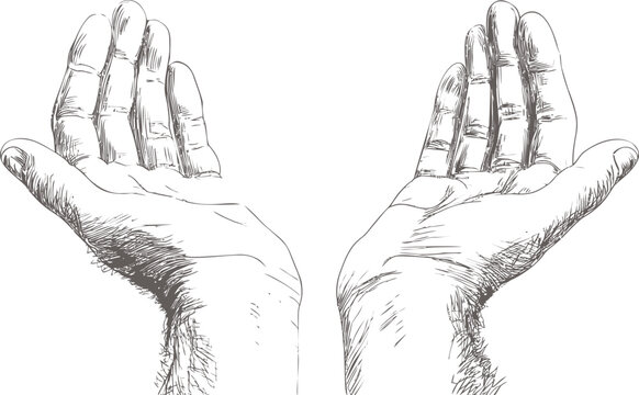 Realistic sketch of two open hands with detailed linework, concept of giving. Vector illustration
