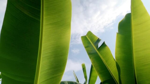Banana leaves with air moving nature, shaking around on sky and clouds background