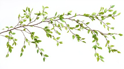 Vibrant Green Spring Branch Isolated White Background Natural Foliage Elegant Greenery Lush Leaves Springtime Botanical Fresh Decoration Design       