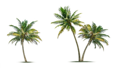 Set of coconut palm tree isolated on white background.