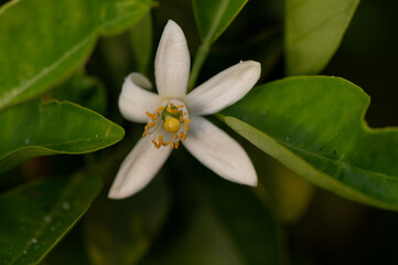 Fototapeta premium Orange Blossom Detail with Soft Light