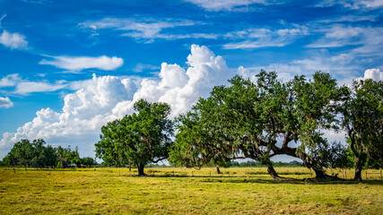 Trees in pasture with big white clouds in blue sky in the interior  of Florida USA