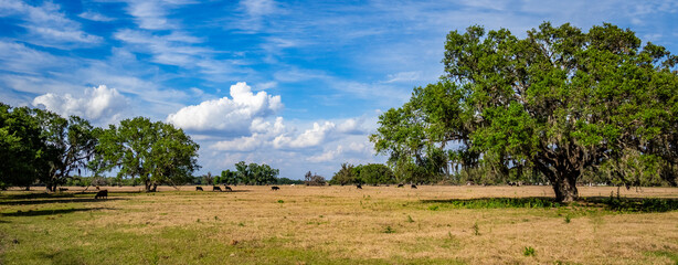 Trees in pasture with big white clouds in blue sky in the interior  of Florida USA