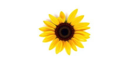 Obraz premium Bright Yellow Sunflower Picture On White Surface