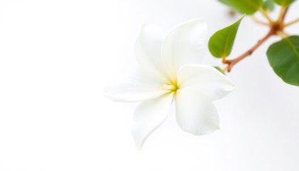 Obraz premium Close Up Of A Single White Flower On A White Background