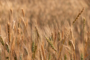 Warm Breeze Over Rye Fields in Northern Cyprus