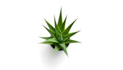 Fototapeta premium Overhead View Of A Green Succulent In A Small Pot On White Background