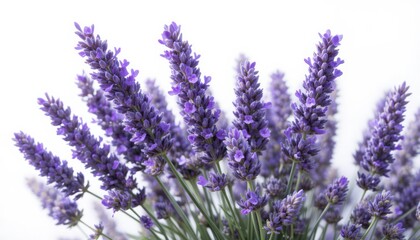 Obraz premium Purple Blossom Arrangement Close Up Against White Background