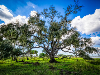 Live Oak tree in Myakka River State Park in Sarasota Florida USA