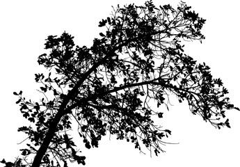 Vector illustration of natural old oak tree branch on white background