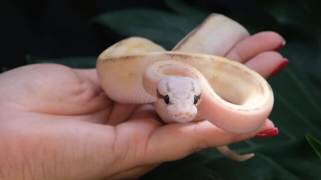 Baby ball python Puma Pastel morph in a woman's hand.
