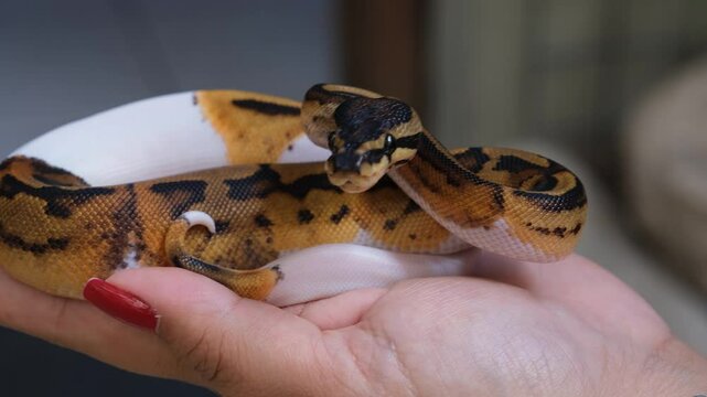 Baby Pied ball python in a woman's hand.