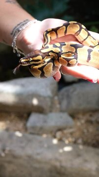 Baby ball python Enchi morph in a woman's hand_vertical.