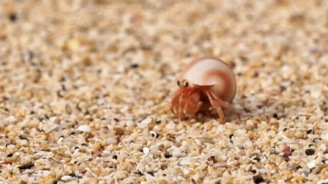 The hermit crab walks on the beach. The beach with brown sand