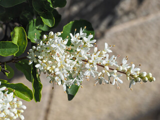 European privet or Ligustrum vulgare, creamy-white flowers with buds and leaves, close up....