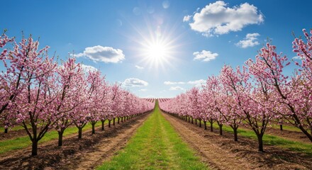 Blossoming Orchard Under Sunny Sky - Photo