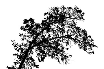 Obraz premium Black and white illustration of natural large old oak tree branch with leaves on transparent background