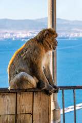 A Barbary macaque sits on a railing overlooking the Mediterranean Sea and coastline on the Rock of Gibraltar, UK.