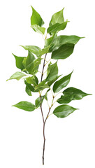 Obraz premium One green tree branch with leaves, isolated on a white background, png