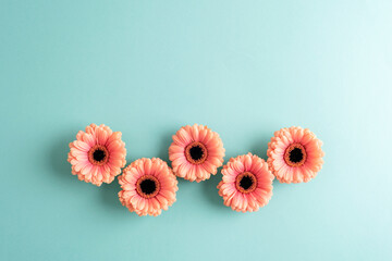Five pink gerbera flowers arranged on teal blue background. Top view, flat lay, copy space