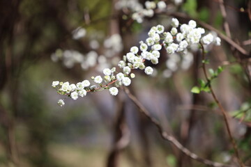 White flower blossoms in early spring. 