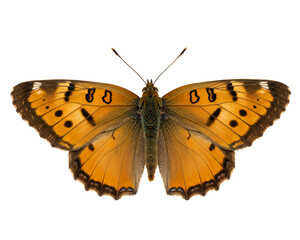 Fototapeta premium Butterfly Resting with Open Wings on Transparent Background