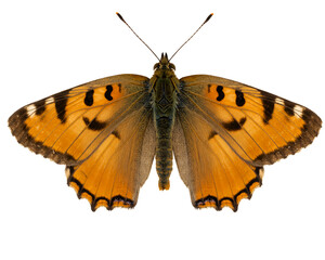 Butterfly Spreading Wings on Transparent Background with Detailed Patterns