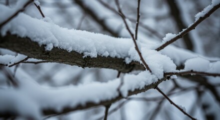 Winter Snow-Covered Branches - Photo