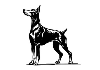 Doberman Dog Hand Drawn Illustration Sketch Vector Isolated by AZ for Books, Arts, Design and Decoration Graphic Asset