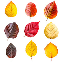 Obraz premium Autumn leaves collection vibrant colors nature beauty