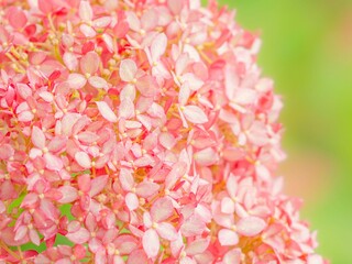 梅雨から初夏の公園や花壇を彩るアジサイのある風景。ピンクアナベルの繊細な装飾花の様子