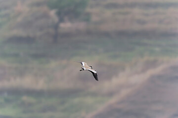 River lapwing in flight