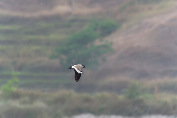 River lapwing in flight