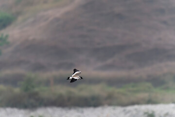 River lapwing in flight