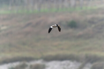 River lapwing in flight